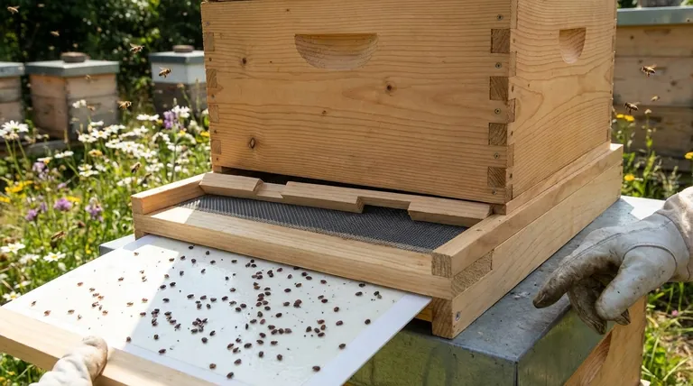 How can screened bottom boards assist with pest management in beehives? A Guide to IPM and Varroa Control