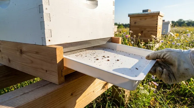 Why has the Cypress Screened Bottom Board become popular in the last decade? Essential for Varroa Mite Control & Hive Health