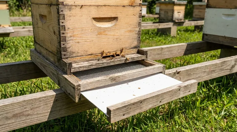 What frame options are available for IPM Screened Bottom Boards? Choose the Right Fit for Your Hive