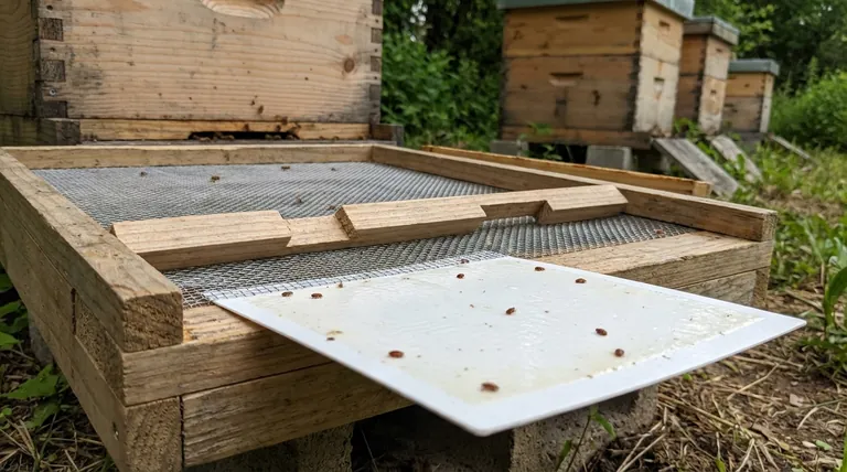 How do screened bottom boards help with varroa mite control? A Key Tool for Monitoring and Managing Hive Health