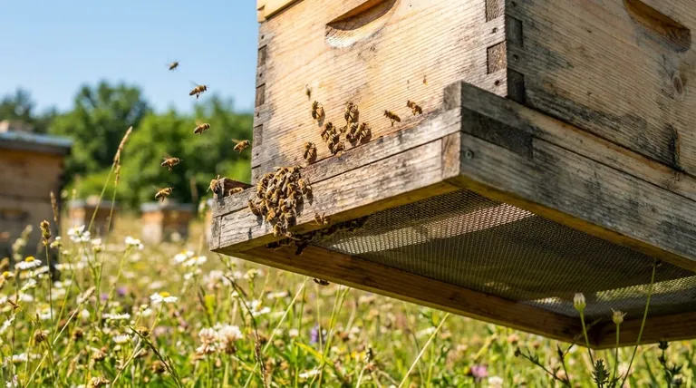 Как сетчатые нижние доски влияют на вентиляцию улья летом? Улучшите здоровье улья и снизьте тепловой стресс