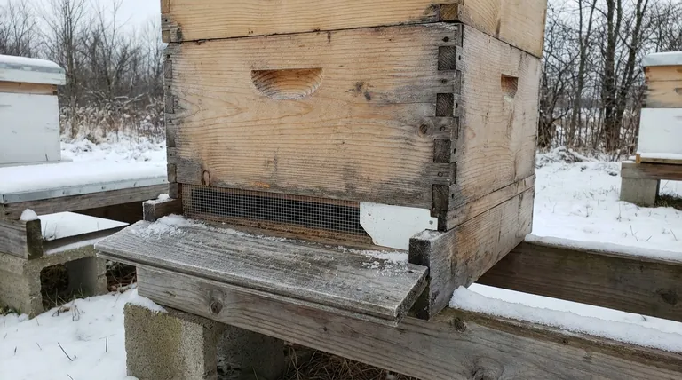 What considerations should be taken for screened bottom boards during winter? Master Winter Ventilation vs. Insulation