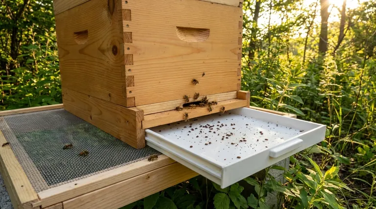 Why is a screened bottom board beneficial for mite control? A Key Tool for Varroa Management
