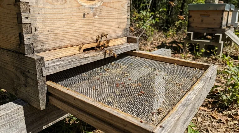 带纱网的底板如何帮助温度控制和害虫管理?现代养蜂的关键工具