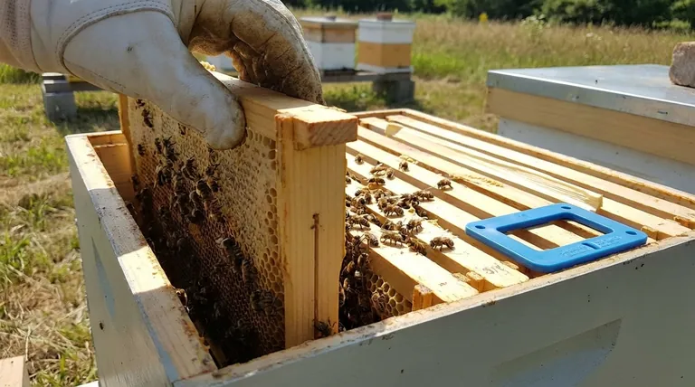Cos'è lo 'spazio d'ape' nella costruzione degli alveari? La chiave per un apicoltura moderna e gestibile