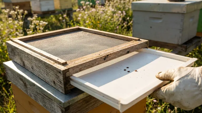 实心底板如何帮助螨虫防治?最大化您蜂箱中的化学药效