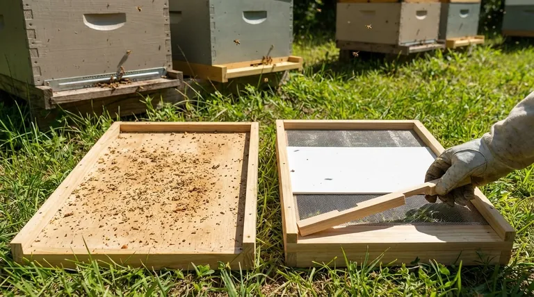 What factors should be considered when choosing between solid and screened bottom boards? Optimize Hive Health & Productivity
