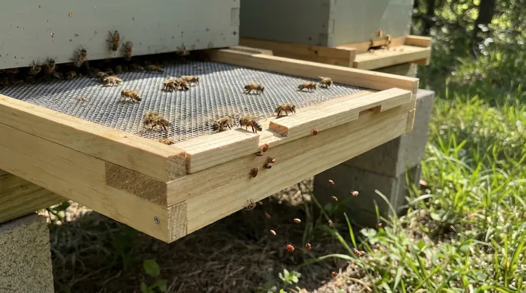 有底網(スクリーン付き底板)は、バロアダニの防除にどのように役立ちますか?受動的IPM(総合的病害虫管理)のための重要なツール