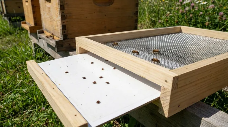 ワイヤーメッシュはどのようにしてミツバチヘギイタダニの蔓延を抑制するのでしょうか?現代養蜂の重要なツール