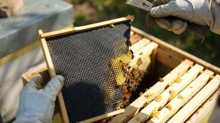 Why are plastic foundation sheets considered durable? Unlock Long-Term Hive Resilience