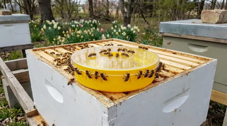 벌에게 먹이를 주어야 하는 상황은 언제인가요? 양봉 성공을 위한 필수 가이드