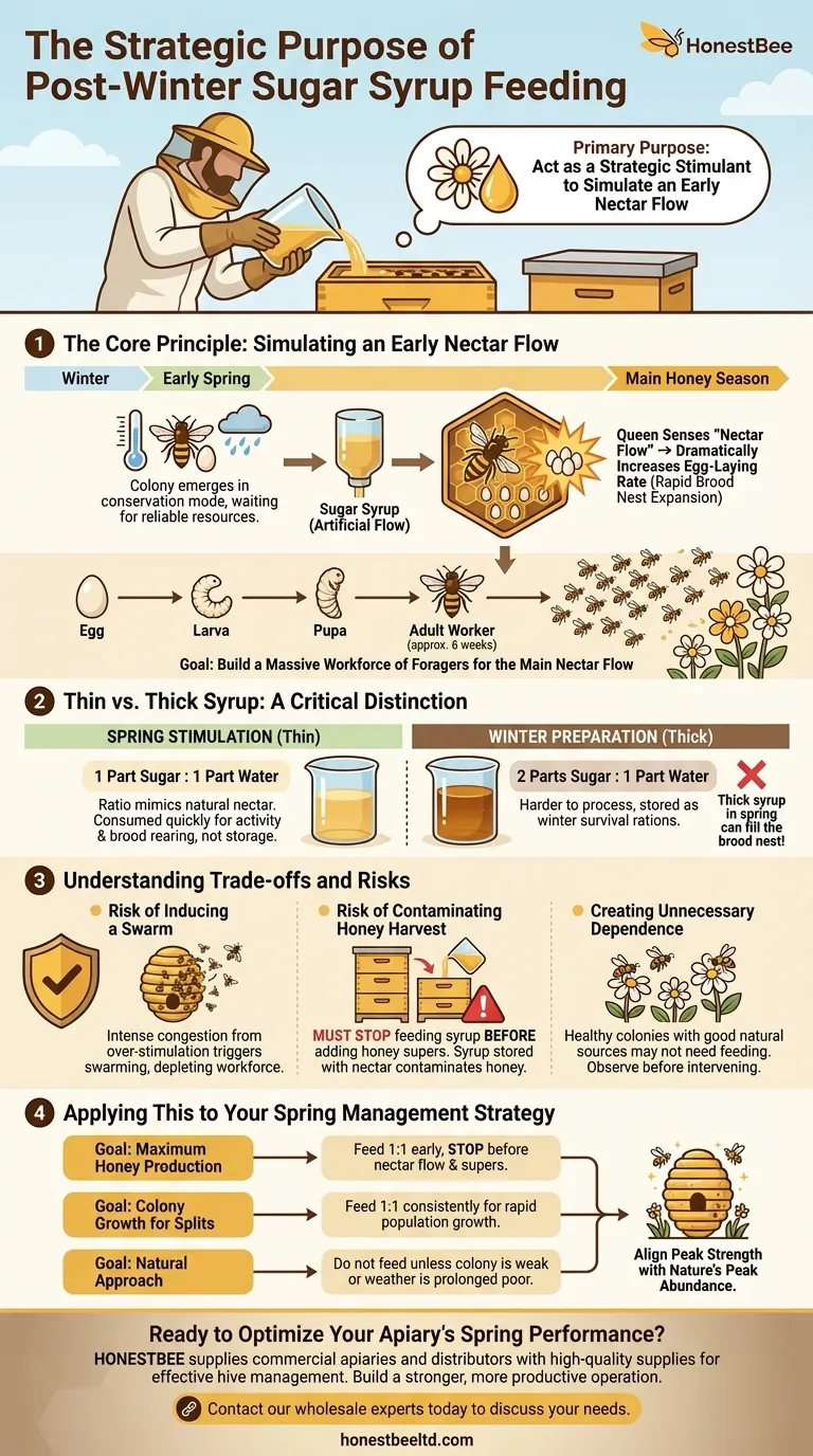 What is the purpose of using sugar syrup after winter? Accelerate Hive Growth for the Honey Flow Visual Guide