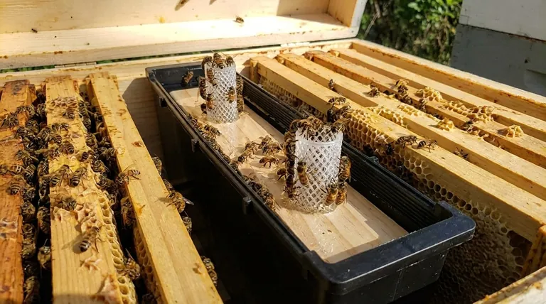 Cos'è un alimentatore a telaio e come funziona? Una soluzione di alimentazione efficiente all'interno dell'arnia