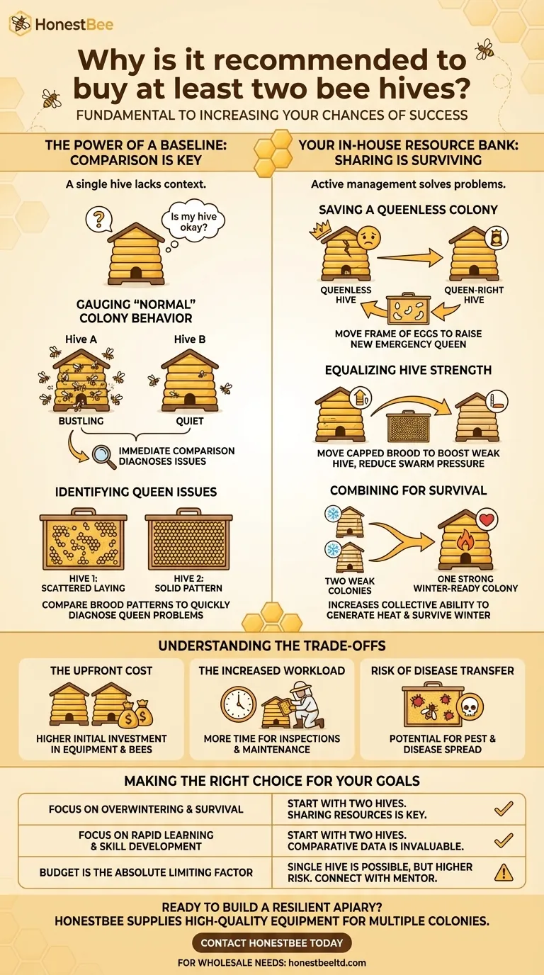 Why is it recommended to buy at least two bee hives? Boost Your Success with a Second Colony Visual Guide
