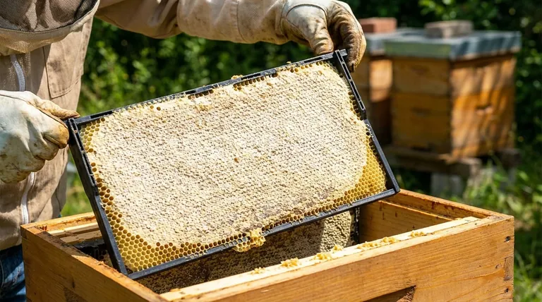 Come si ispezionano i telaini da miele? Padroneggiare la regola del 70-80% per alveari sani