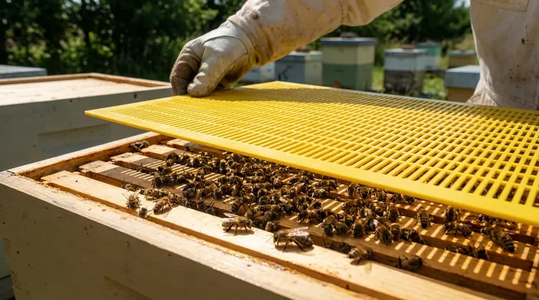 슈퍼를 추가할 때 여왕 벌 배제기(queen excluder)의 역할은 무엇인가요? 벌집이 없는 꿀 수확을 보장하세요