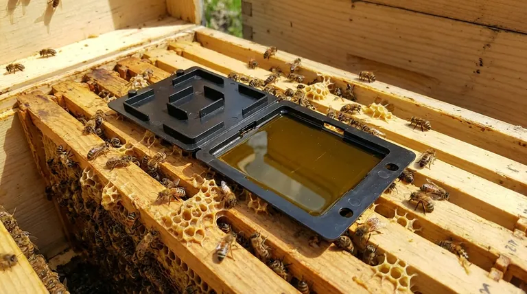 ما هو أفضل وقت لاستخدام مصائد الخنافس؟ إتقان استراتيجية الربيع لحماية الخلية الفعالة