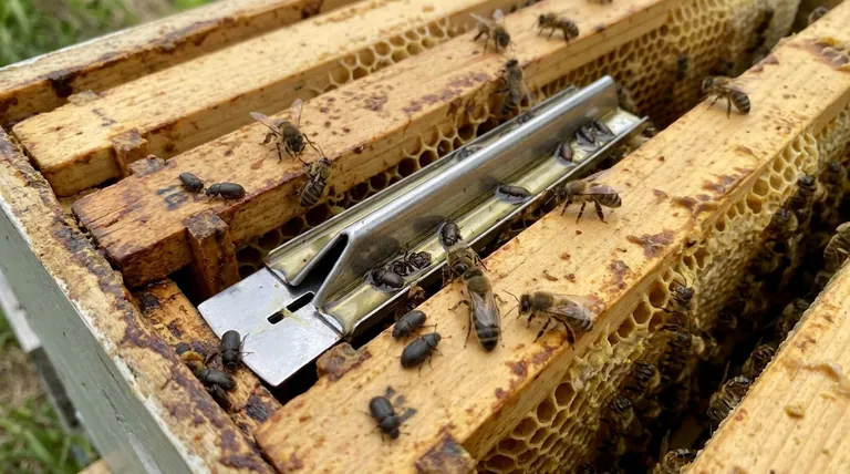 像甲虫捕捉器(Beetle Blasters)这样的陷阱如何支持蜂群?保护您的蜂巢免受破坏性害虫的侵害