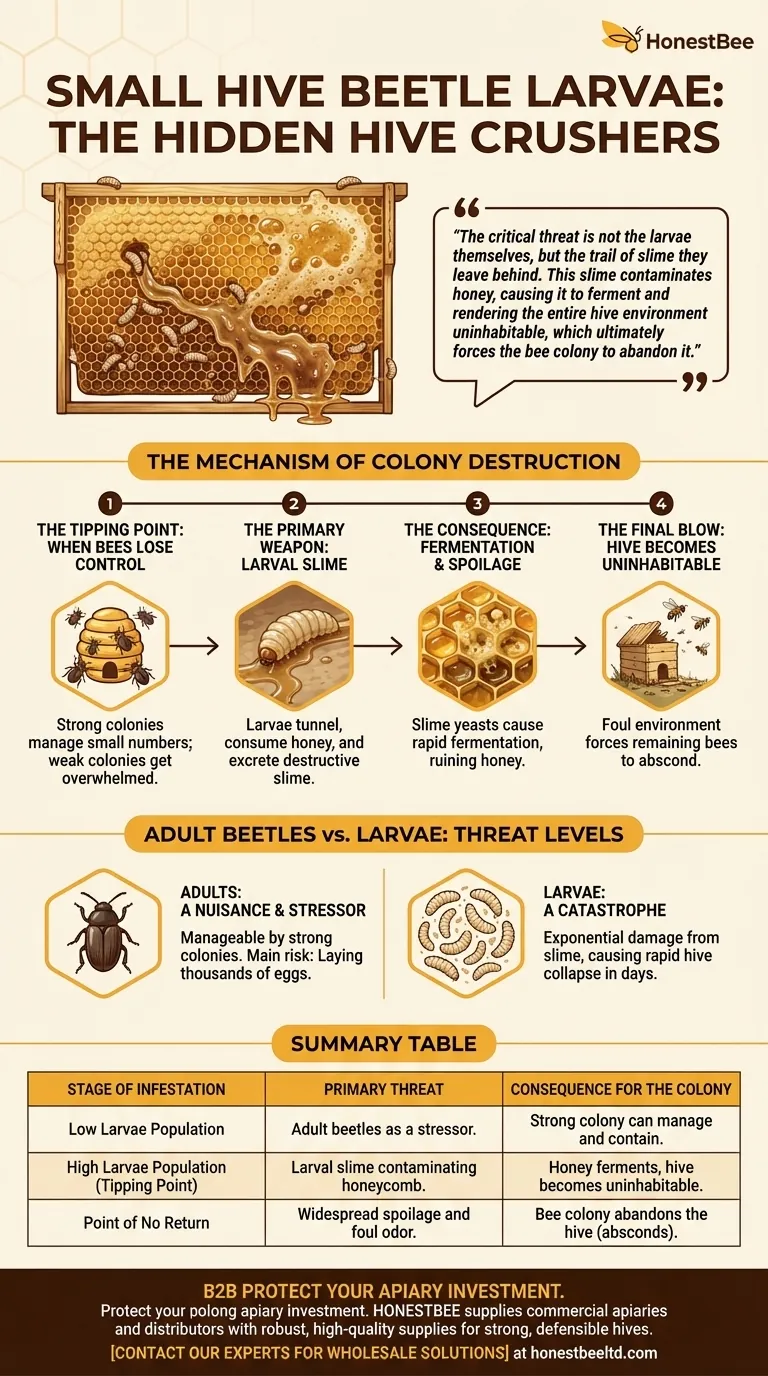 벌집에 딱정벌레 유충의 수가 많을 때 벌집에 가장 큰 피해를 주는 것은 무엇입니까? 벌집을 파괴하는 점액 시각적 가이드