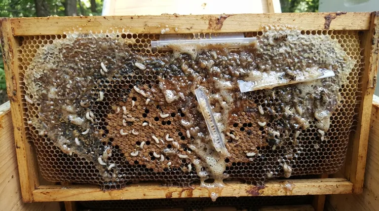 벌집에 딱정벌레 유충의 수가 많을 때 벌집에 가장 큰 피해를 주는 것은 무엇입니까? 벌집을 파괴하는 점액