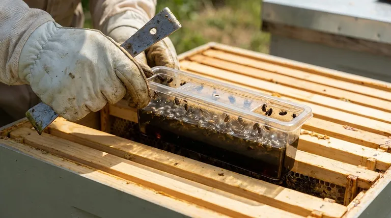 كيف يجب التعامل مع مصائد الخنافس الممتلئة؟ إزالتها والتخلص منها بأمان لحماية خليتك