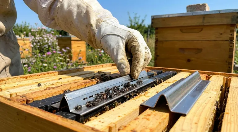 À quelle fréquence les pièges à coléoptères sont-ils généralement remplacés pendant l'été ? Optimisez votre stratégie de remplacement des pièges