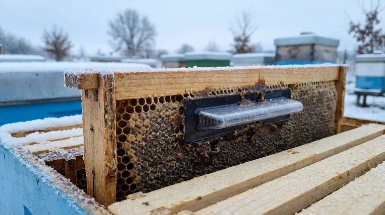 겨울철 딱정벌레 덫의 효과가 떨어지는 이유는 무엇인가요? 해충 방제에 대한 계절적 변화 설명