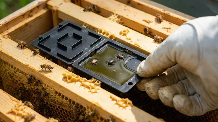 Que precauções devem ser tomadas ao manusear armadilhas para besouros? Proteja sua colmeia contra danos acidentais