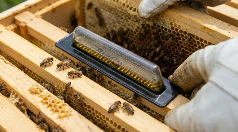Какие наиболее эффективные методы уничтожения жуков-вредителей улья? Борьба с вредителями с помощью проверенных ловушек внутри улья