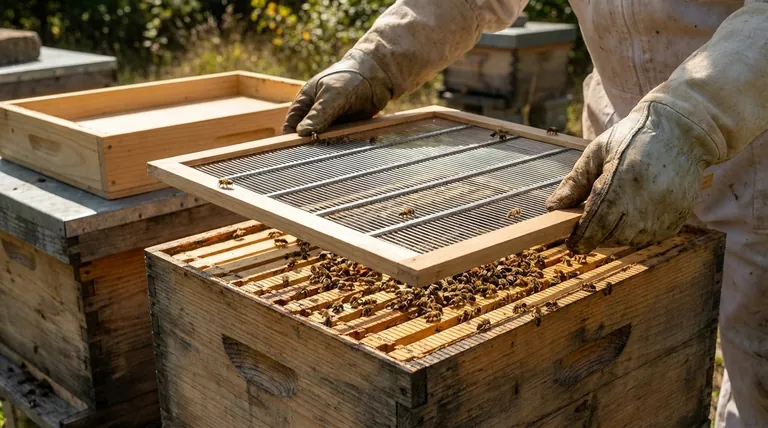 여왕벌 제외기는 벌통의 어디에 배치해야 하나요?적절한 배치로 벌통 생산성 최적화하기