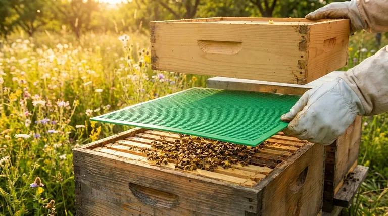여왕벌 제외기를 배치하기 가장 좋은 시기는 언제인가요?적절한 타이밍으로 꿀 생산 최적화