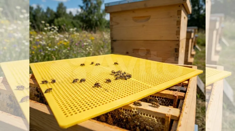 여왕벌 배제 장치(queen excluder)를 사용했을 때의 주요 이점은 무엇인가요? 산란 없는 꿀 수확을 보장하세요