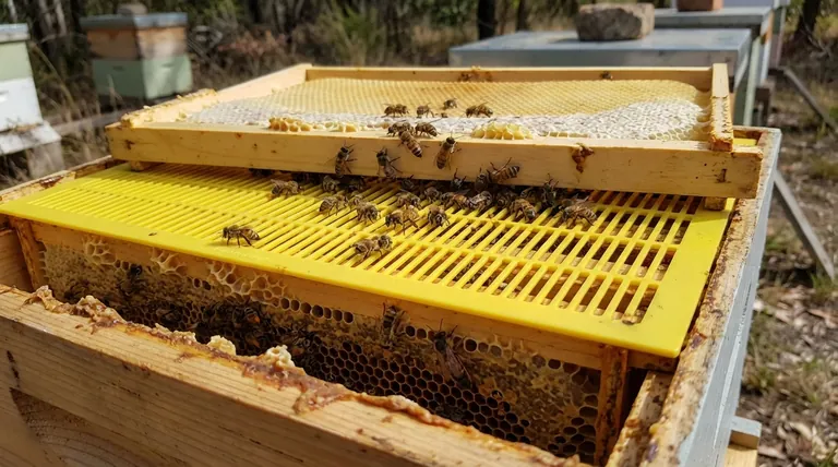여왕벌 배제기(queen excluder)를 사용할 때 양봉가가 따라야 할 실용적인 팁은 무엇입니까? 벌통 효율성 및 꿀 순도 극대화