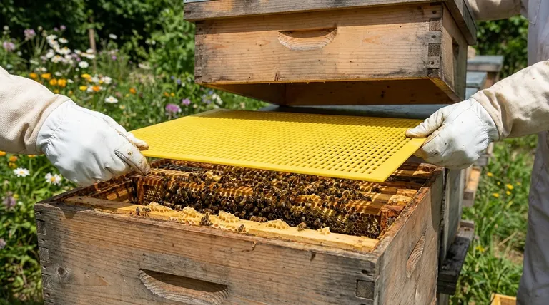 Como um apicultor deve incorporar um excluidor de rainha na sua colmeia? Domine o Tempo e o Posicionamento para uma Colheita Abundante