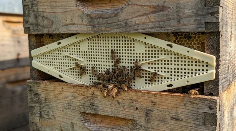 벌 도피판을 사용한 결과는 어떠했습니까? 평온하고 스트레스 없는 꿀 수확 달성