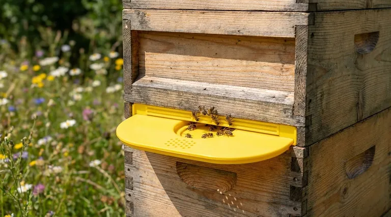 How does a bee escape board work? A Gentle Guide to a Stress-Free Honey Harvest