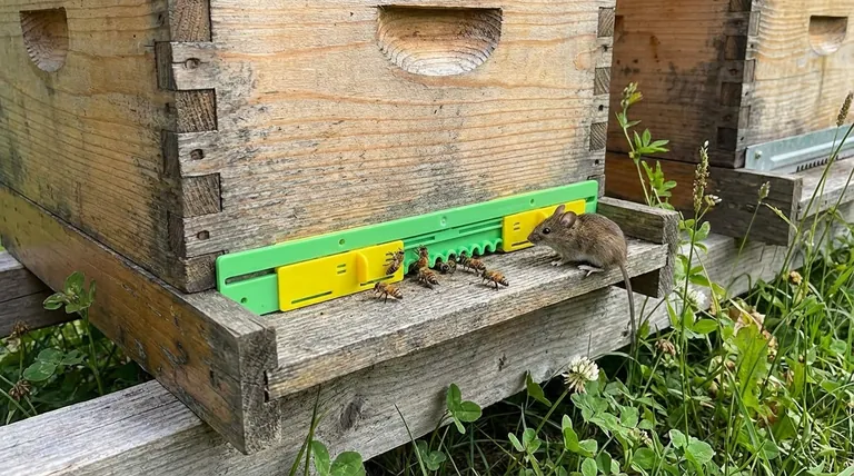 Comment les réducteurs d'entrée aident-ils à la lutte antiparasitaire ? Un outil simple pour une ruche plus forte et plus saine