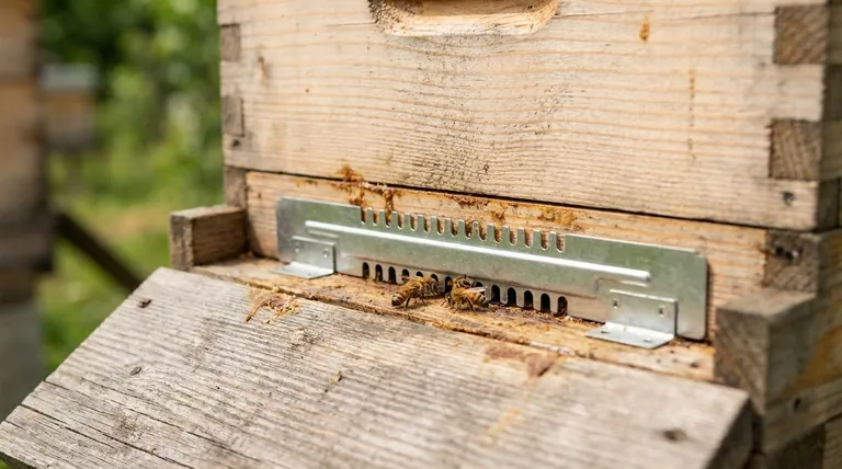 노치가 있는 목재 입구 축소기는 어떻게 배치해야 합니까? 올바른 배치를 통해 벌통의 생존을 보장하십시오.