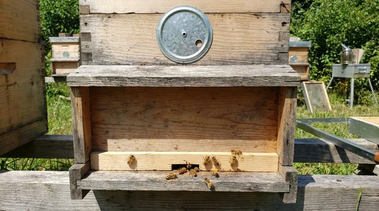 벌통 입구 축소기는 벌통의 어디에 놓을 수 있나요? 벌집 방어 및 환기 최적화