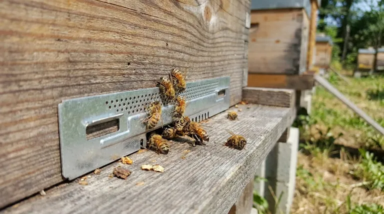 Comment les abeilles gèrent-elles les débris avec une petite entrée de ruche ? Un guide pour une gestion stratégique de la ruche