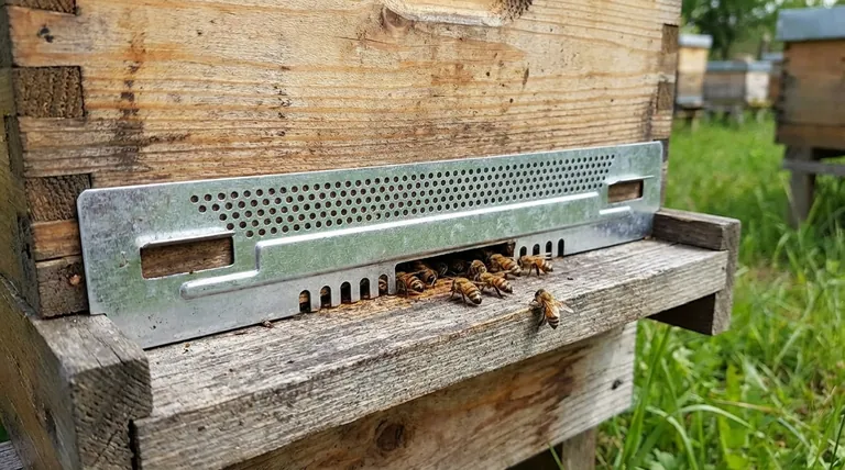 How can a Langstroth hive entrance be adjusted? Mimic Natural Bee Preferences for a Healthier Hive