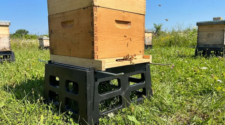 What is the purpose of a hive stand in a Langstroth hive? Protect Your Hive and Boost Colony Health