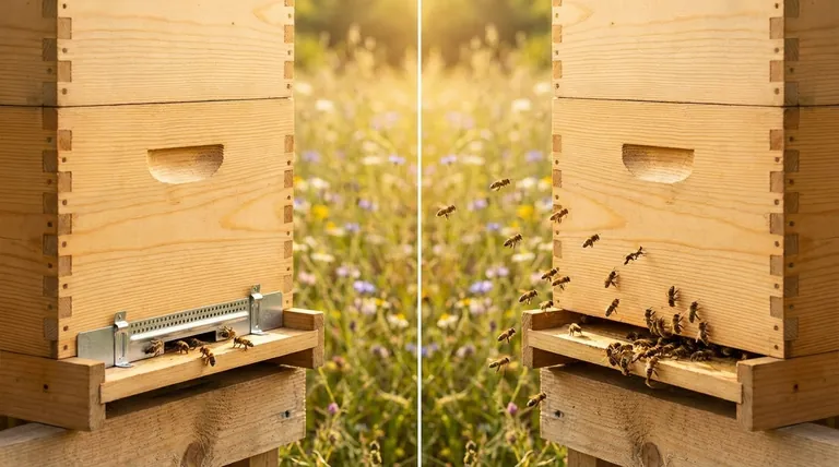 What are the entrance size options for a 5-frame hive? A Guide to Strategic Colony Management