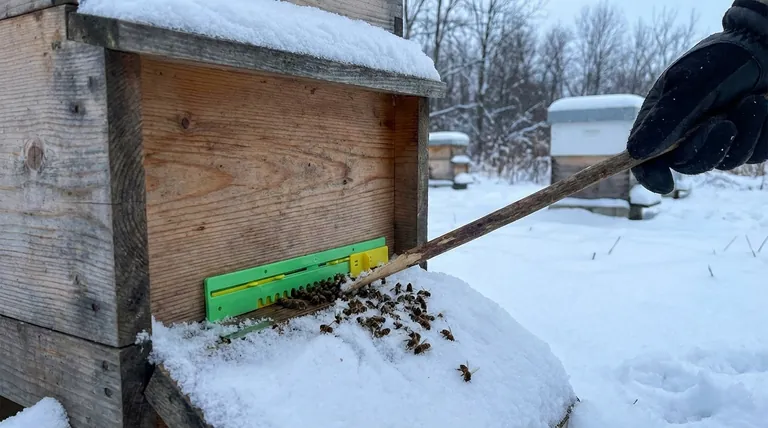 Что делать, если мертвые пчелы блокируют вход в улей зимой? Простое руководство по выживанию улья зимой