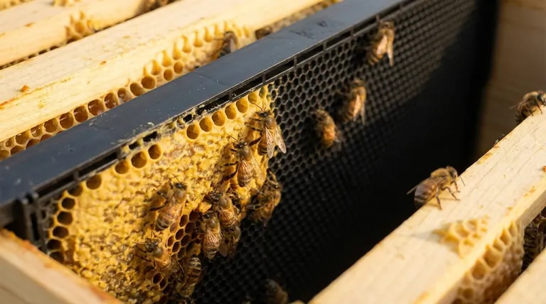 벌들은 벌통 속 플라스틱 소광틀에 어떻게 반응할까요? 벌의 본능과 양봉가의 효율성 사이의 균형 맞추기