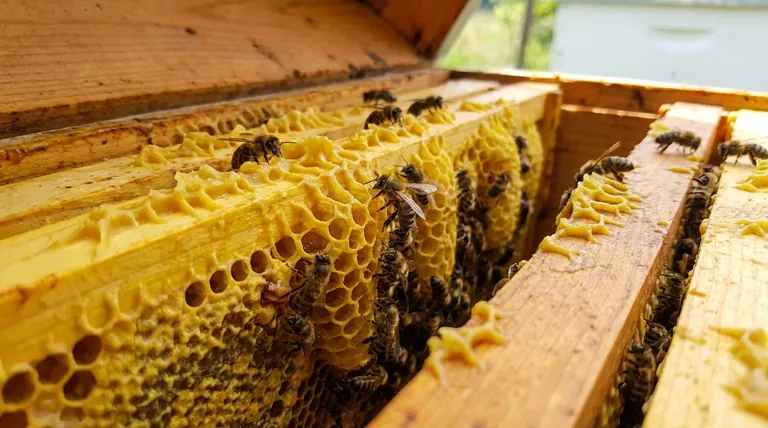 What role does the quality of foundation play in its acceptance by bees? Maximize Comb Building with Premium Wax Coating