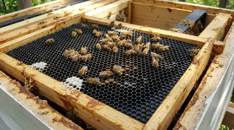 벌통에 인조 소초를 사용하면 어떤 이점이 있나요? 군체 성장 및 꿀 생산량 증대