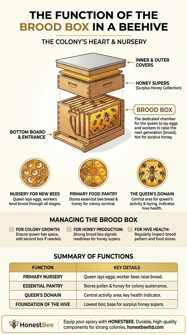 What is the function of the brood box in a beehive? The Heart of Your Hive's Success Visual Guide