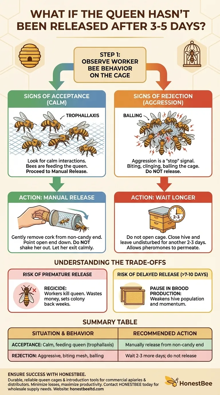 What should you do if the queen has not been released from her cage after 3-5 days? Assess Hive Acceptance for a Safe Release Visual Guide