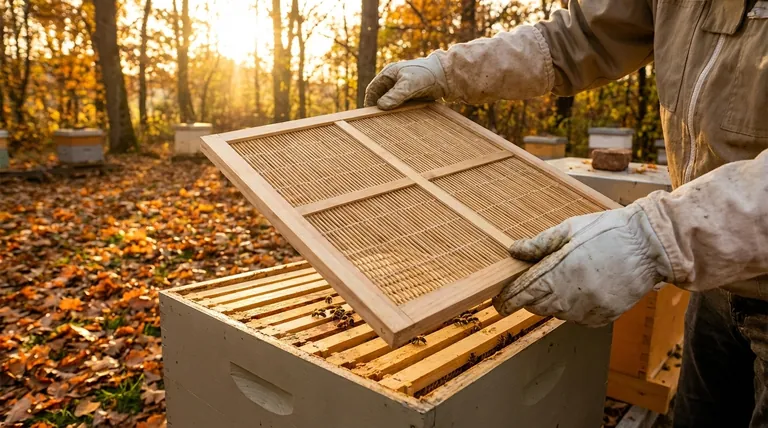 가을에 여왕벌 격리기를 제거하는 이유는 무엇인가요? 여왕벌이 얼어 죽는 것을 방지하세요